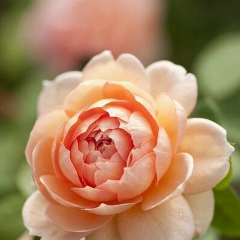 Алина Ниталиева, 04.06.1992