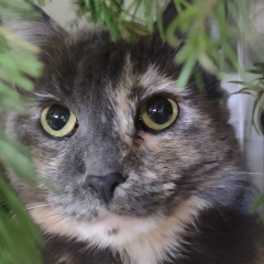 Татьяна Короткова, Тюмень