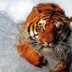 Алексей Горнушкин, 06.03.1986, Москва