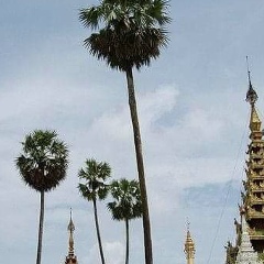 Tin Maung, 31.05.1952, Mandalay