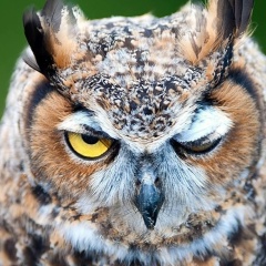 Александр Ванкон, 23.06.1925, Санкт-Петербург