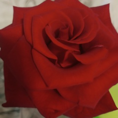 Татьяна Тутынина, 13.07, Луганск