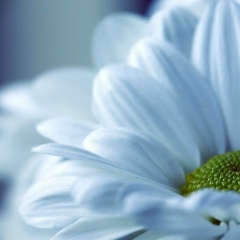 Елена Венидиктова, 11.06, Пикалево