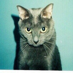 Антон Чибирев, 25.01.1991, Одинцово