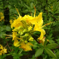 Магомед Кокорхаев, 07.07.1991, Карабулак