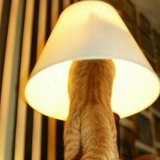 Митя Картошкин