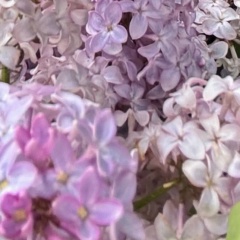 Алёна Ли