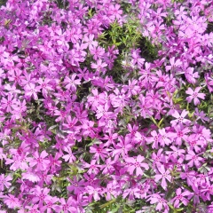 Татьяна Селезнева, 07.01.1966, Санкт-Петербург