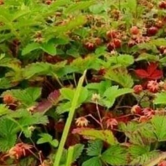 Гузалия Ткач, Нижневартовск