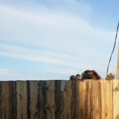 Булат Цыденов, 16.07, Улан-Удэ