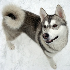 Денис Скрипник, 02.08.1987, Днепр (Днепропетровск)