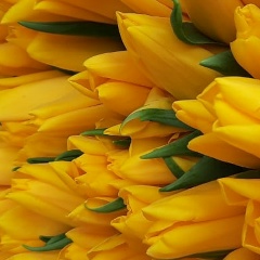 Marianna Kankulova, 08.04.1998, Ростов-на-Дону