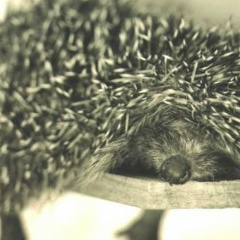 Яна Чумакова, 16.11, Минск