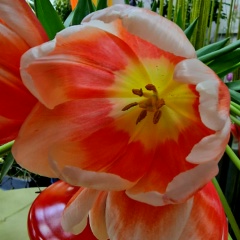 Дарья Михайлова, 06.06, Санкт-Петербург