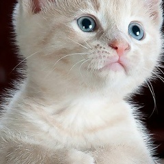 Soliev S, 21.03.1993