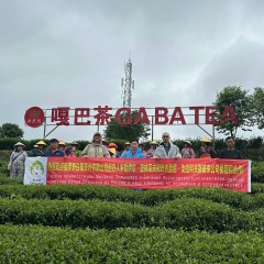 Teng Chong Gaba Tea Company, 26.08, Tengchong County