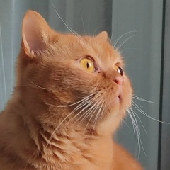 Полина Борина, Санкт-Петербург