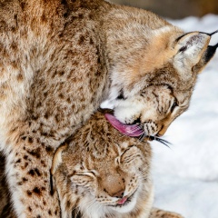 Анна Сапрыкина, 08.09.1984, Харьков