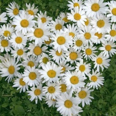 Ольга Петровна, 10.02.1974, Выборг