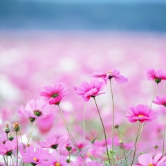 Константин Василенко, 14.07, Москва