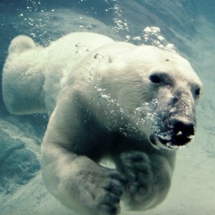 Ксения Крупкина