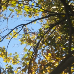 Елена Леонидовна, 02.05, Полтава