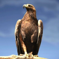 Азиз Адаев, 01.04, Астана