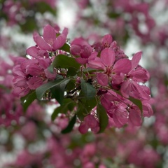 Анна Анна, 24.10.1989, Москва