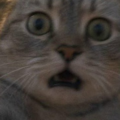 Максим Валерьевич, Мирный