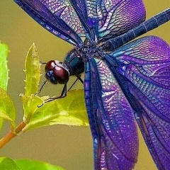 Србуи Саакян, 16.03.1985, Руза