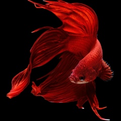 Лена Витер, 16.01