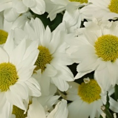 Кристина Mcteen, 04.04, Санкт-Петербург