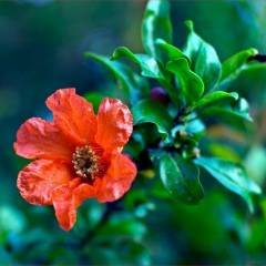 Gul Nora, 24.08.1984, Тараз