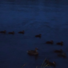 Виктор Гущин