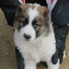 Майыр Абдірейм, 01.05.1994, Актау