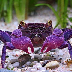 အလင္း အိမ္, 10.12.1991