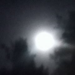 Илья Суслов, Воронеж