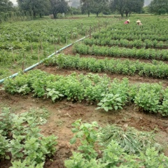 Min Naing, 23.04.1975