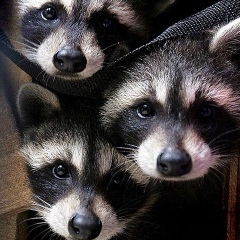 Роман Романов, 06.10, Santiago de Cuba