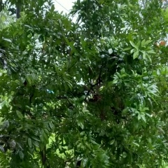 Min Min, 05.05.1999, Yangon