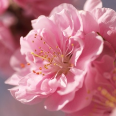 Просто Ромчик, 08.12, Красноярск