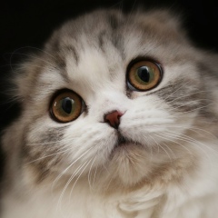 Lady Tanua, 20.11, Волгоград