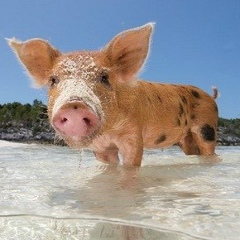 Филипп Фуксман, 04.11.1988