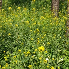Венера Галиева, Самара