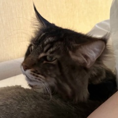 Alexander Kapitanov, 02.11.1977