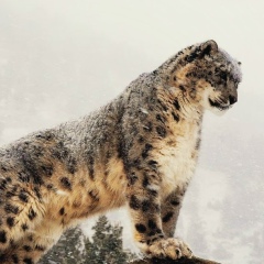 Almaz Taylyk, 27.06.1990, Алматы