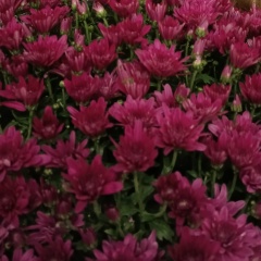 Танюшка Шашкова, 07.05, Сыктывкар