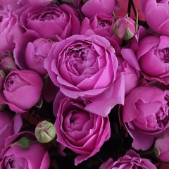 Фатима Иванова, Москва