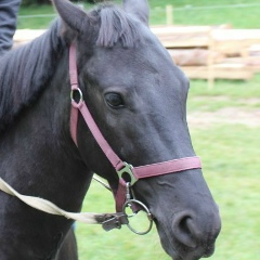 Иван Добшин, 11.08