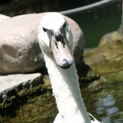 Игорь Ивашев, 26.11, Ташкент